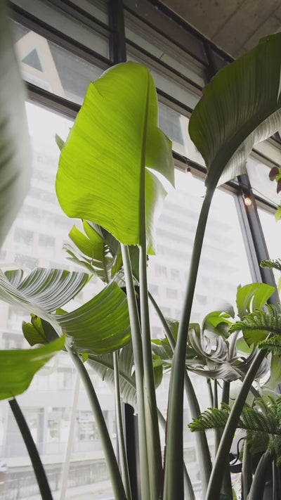 3 Big Beginner Plants | JOMO Studio | Buy Plants Online | Tropical Houseplant Delivery & Plant Care