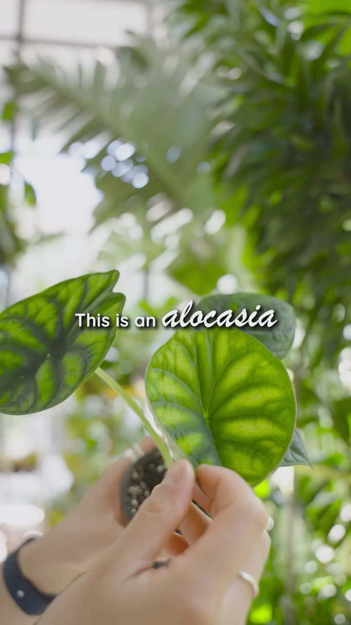 Alocasia Brancifolia Pink Passion | Care Guide and Pro Tips