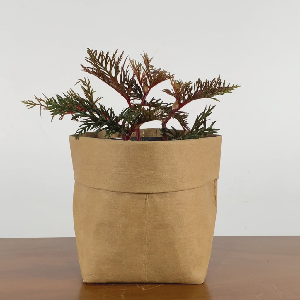 Fern Leaf Begonia - Begonia Bipinnatifida - House Plants Delivery Toronto - JOMO Studio