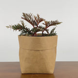 Fern Leaf Begonia - Begonia Bipinnatifida - House Plants Delivery Toronto - JOMO Studio
