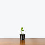Aglaonema Pictum Tricolor - Chinese Evergreen Tricolor - House Plants Delivery Toronto - JOMO Studio
