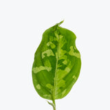 Aglaonema Pictum Tricolor - Chinese Evergreen Tricolor - House Plants Delivery Toronto - JOMO Studio