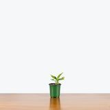 Aglaonema Red Vein — 4" Pot