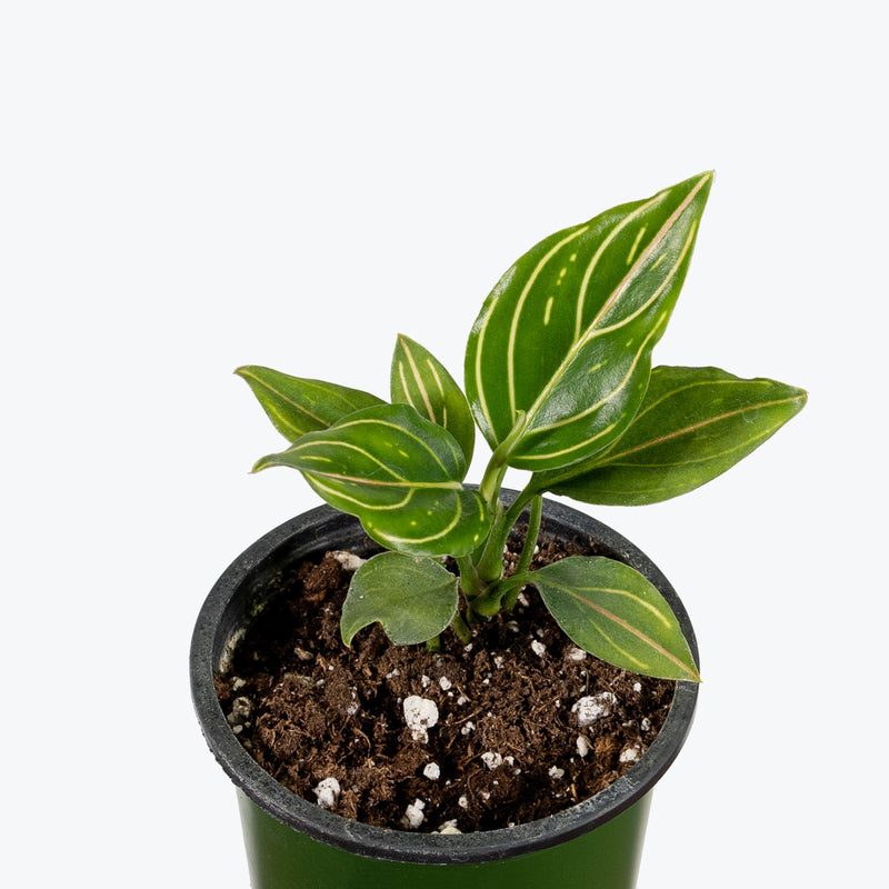 Aglaonema Red Vein | Chinese Evergreen Red Vein | Care Guide and Pro Tips - Delivery from Toronto across Canada - JOMO Studio