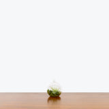 Air Plant Terrarium — 5" Round Terrarium