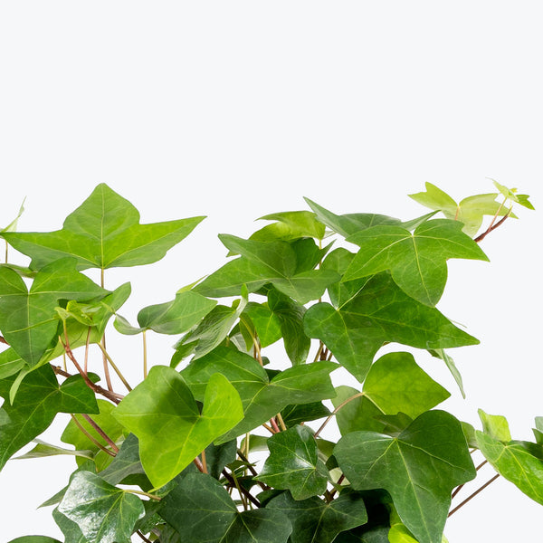 Algerian Ivy - House Plants Delivery Toronto - JOMO Studio