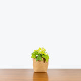 Algerian Ivy Neon - House Plants Delivery Toronto - JOMO Studio