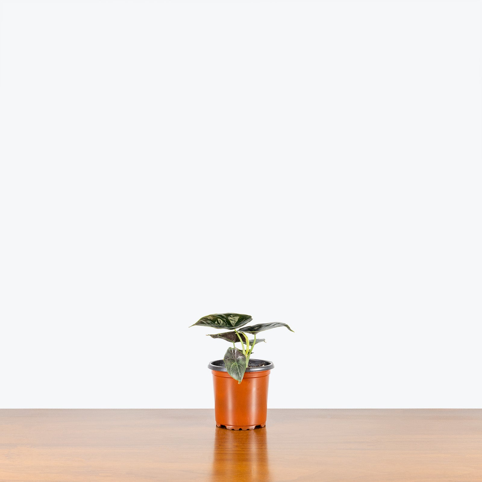 Alocasia Azlanii - House Plants Delivery Toronto - JOMO Studio