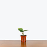 Alocasia Bisma — 4" Pot