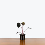 Alocasia Black Sapphire Gecko - House Plants Delivery Toronto - JOMO Studio