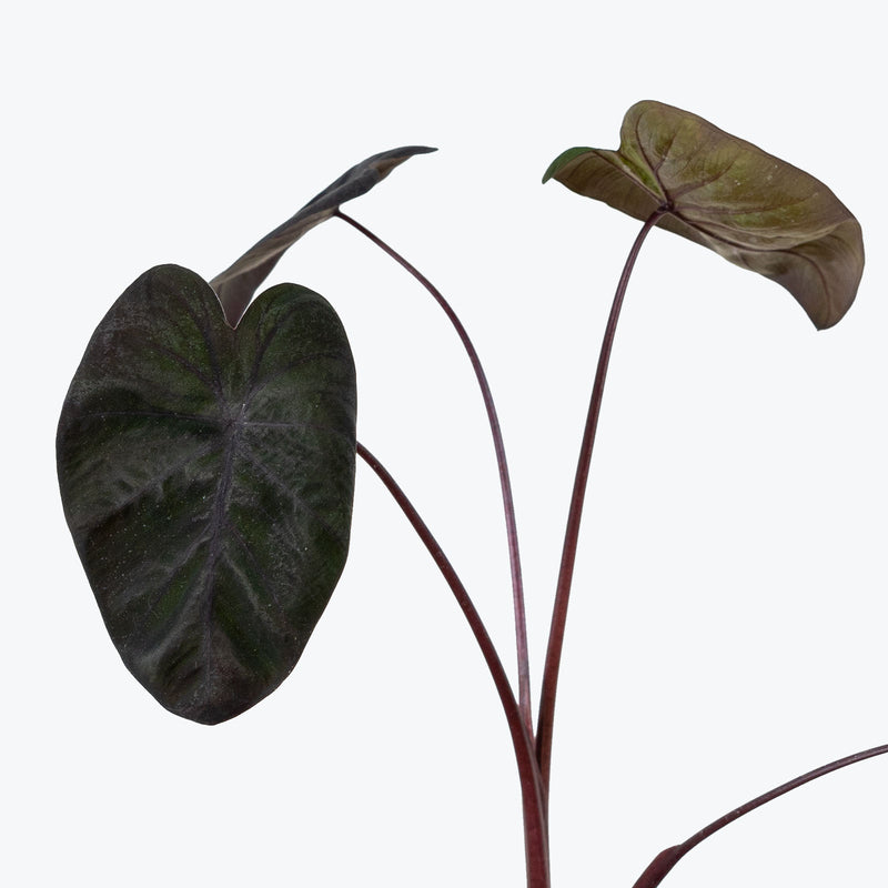 Alocasia Black Sapphire Gecko - House Plants Delivery Toronto - JOMO Studio