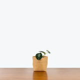 Alocasia Black Velvet - House Plants Delivery Toronto - JOMO Studio