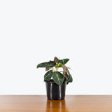 Alocasia Black Velvet - House Plants Delivery Toronto - JOMO Studio