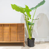 Alocasia Calidora - House Plants Delivery Toronto - JOMO Studio