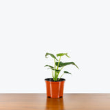 Alocasia Cucullata — 6" Pot