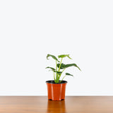 Alocasia Cucullata - House Plants Delivery Toronto - JOMO Studio