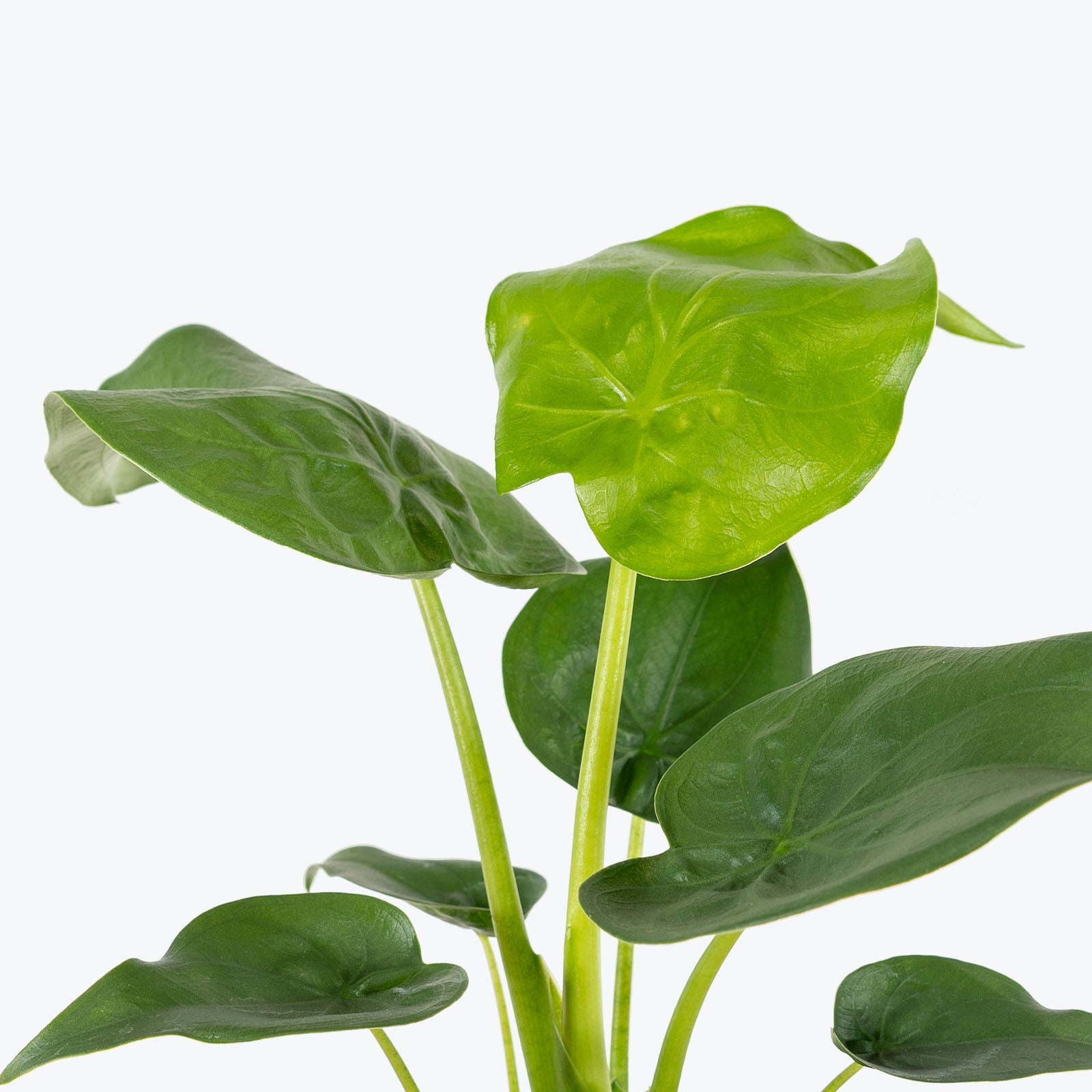 Alocasia Cucullata - House Plants Delivery Toronto - JOMO Studio