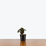 Alocasia Cuprea — 4" Pot (smaller than picture)