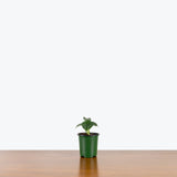 Alocasia Dragon Scale - House Plants Delivery Toronto - JOMO Studio