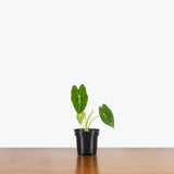 Alocasia Frydek — 4" Pot