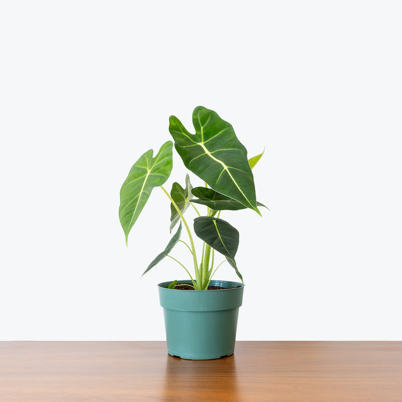 Alocasia Frydek - House Plants Delivery Toronto - JOMO Studio