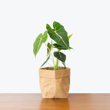 Alocasia Frydek - House Plants Delivery Toronto - JOMO Studio