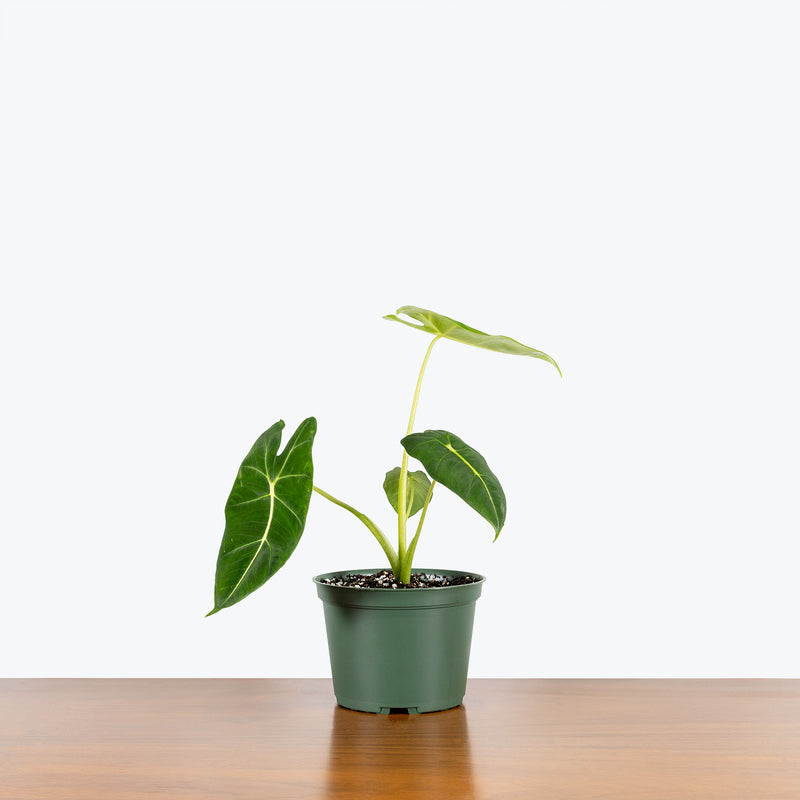 Alocasia Frydek - House Plants Delivery Toronto - JOMO Studio