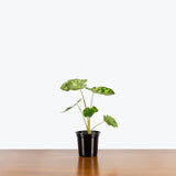 Alocasia Hilo Beauty — 4" Pot