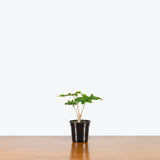 Alocasia Jacklyn - House Plants Delivery Toronto - JOMO Studio