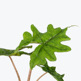 Alocasia Jacklyn - House Plants Delivery Toronto - JOMO Studio