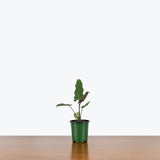 Alocasia Lauterbachiana — 4" Pot (larger than picture)