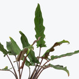Alocasia Lauterbachiana - House Plants Delivery Toronto - JOMO Studio