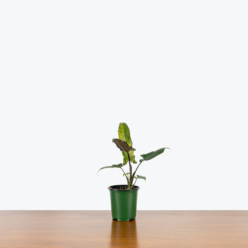 Alocasia Lauterbachiana Variegata - House Plants Delivery Toronto - JOMO Studio