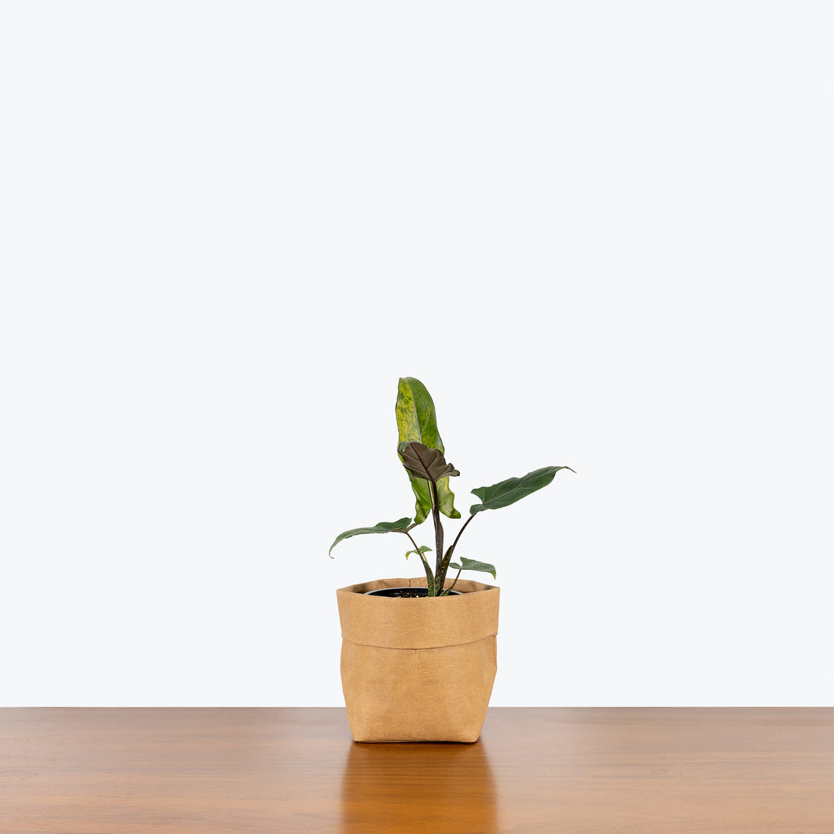 Alocasia Lauterbachiana Variegata - House Plants Delivery Toronto