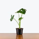 Alocasia Mickey Mouse — 6" Pot