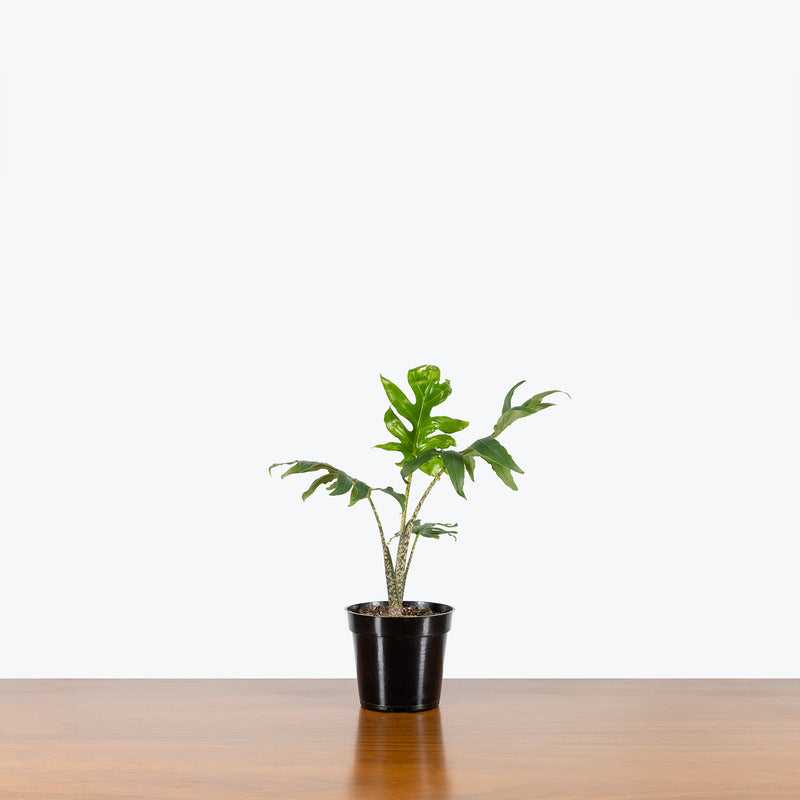 Alocasia Pink Passion - House Plants Delivery Toronto - JOMO Studio