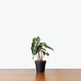 Alocasia Polly — 4" Pot