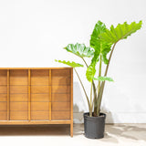 Alocasia Portora - House Plants Delivery Toronto - JOMO Studio