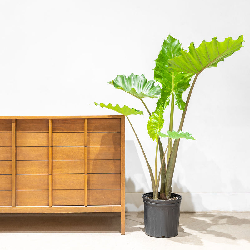 Alocasia Portora - House Plants Delivery Toronto - JOMO Studio