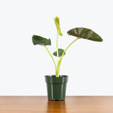 Alocasia Regal Shields — 6" Pot (smaller than picture)