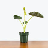 Alocasia Regal Shield - House Plants Delivery Toronto - JOMO Studio
