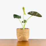 Alocasia Regal Shield - House Plants Delivery Toronto - JOMO Studio