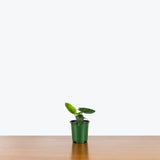 Alocasia Scalprum — 4" Pot