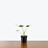 Alocasia Stingray — 4" Pot