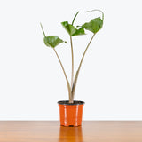 Alocasia Stingray - House Plants Delivery Toronto - JOMO Studio