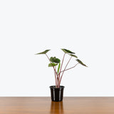 Alocasia Tea Party — 4" Pot