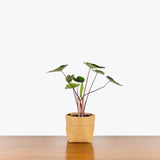 Alocasia Tea Party - House Plants Delivery Toronto - JOMO Studio