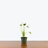 Alocasia Tiny Dancer — 4" Pot