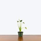 Alocasia Tiny Dancer - House Plants Delivery Toronto - JOMO Studio