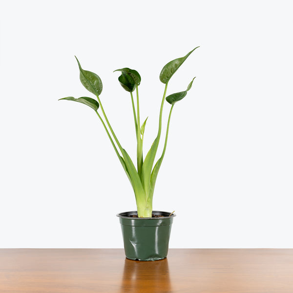 care for tiny dancers elephant ear plant alocasia buddha palm Alocasia Tiny Dancer - House Plants Delivery Toronto